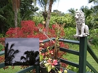 The Sun Rises at Heavenly Flora Kaeleku Hana Maui January 2007 media by Tess Heder The Sun Rises at Heavenly Flora Kaeleku Hana Maui January 2007 media by Tess Heder