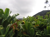 view of Hale O Pi'ilai Heiau thru Ti trees Kahanu Garden, Hana, Maui by Tess Heder