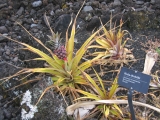 Hala-Kahiki, pineapple plant, in black lava, Kahanu Garden, Hana, Maui by Tess Heder
