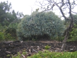 magnificent evergreen bush growing in black lava, Kahanu Garden, Hana, Maui by Tess Heder