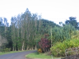 Maui, Alalele place near the Hana Airport by Tess Heder