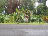 dog Ulaino Road, Hana, Maui by Tess Heder