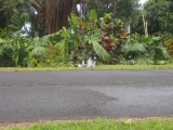 dog on Ulaino Road, Hana, Maui by Tess Heder