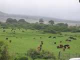 Maui Hana Ranch grazing lands by Tess Heder