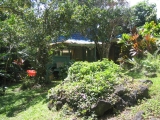 Hana, Maui The Land, view of the tree house Studio in the tropical jungle near Uwapo Road,by Tess Heder