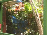 Hana, Maui Tropical vegetation seen from the tree house Studio on The Land near Uwapo Road, by Tess Heder