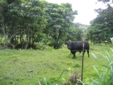 Maui Hana a bull grazing on Ulaino Road by Tess Heder