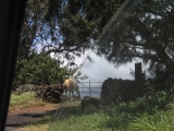 Maui:Horse on the South Maui Piilani Highway by Tess Heder