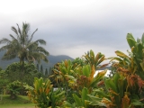 Kahanu Tropical Garden, Hana, Maui Pritchardia and Ti trees frame ocean view,  by Tess Heder