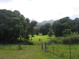 Hana,Maui:meadow off Ulaino Road, by Tess Heder