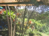 Hana, Maui Tropical vegetation viewed from the tree house Studio on The Land near Uwapo Road, by Tess Heder
