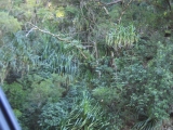 Green tropical vegetation tangle on the Road to Hana, Maui by Tess Heder